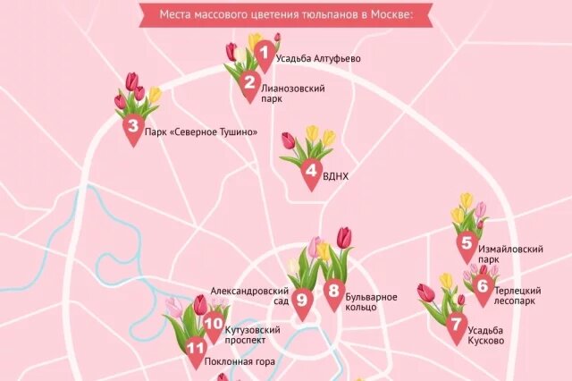    Тюльпаны в Москве: цветение в мае – июне 2026. Инфографика