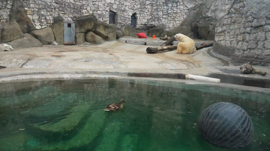    Фото: Telegram/Московский зоопарк/Moscowzoo_official; 5-tv.ru