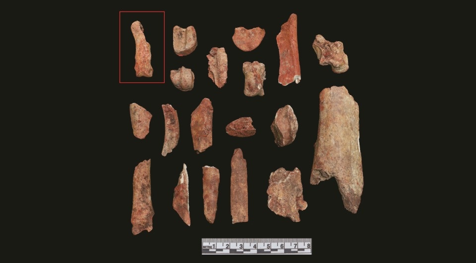   Arianna Romano et al. / Journal of Osteoarchaeology, 2026