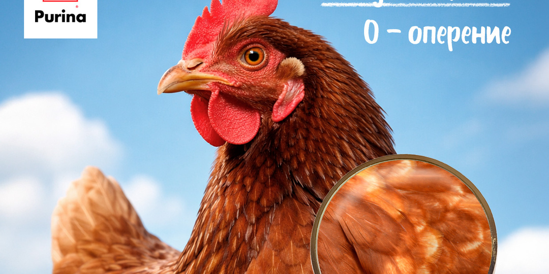 👩‍🏫 Азбука Purina®: О — оперение.