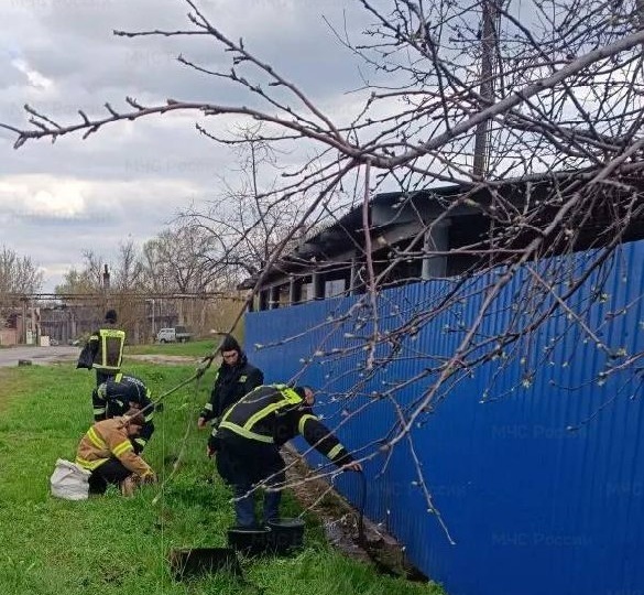 Память жива: сотрудники МЧС России высадили аллею в честь погибшего товарища