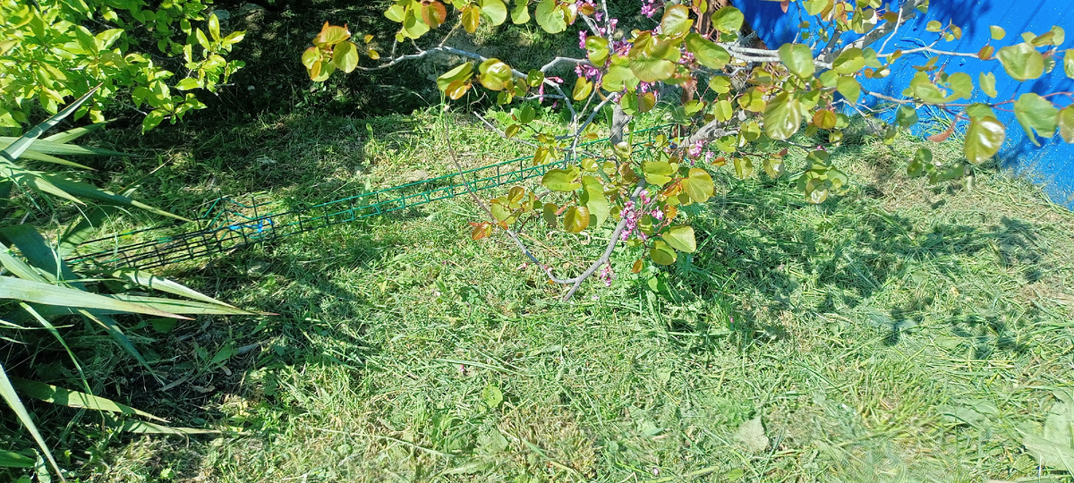 Церцис. Вид снизу