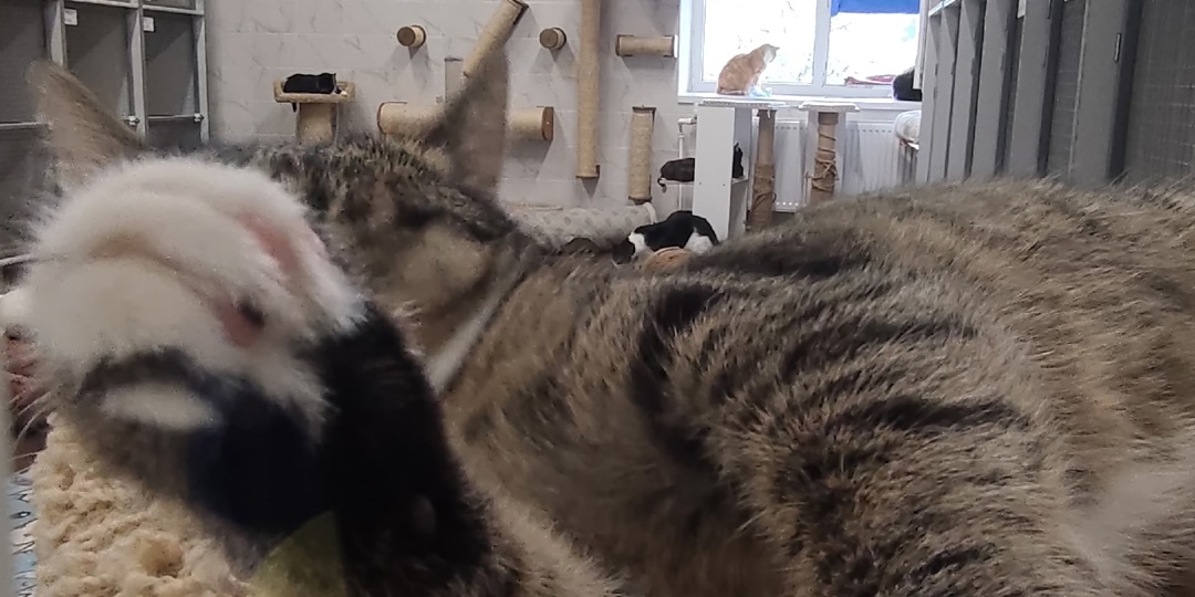 Приходите в приют 💖🐾