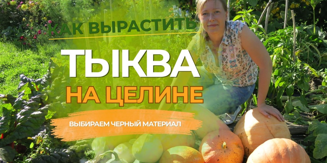 Так получилось, что сегодня снова будет длинное (5 минут) видео с моего участка про то, как я готовлю место под посадку тыквы на целине