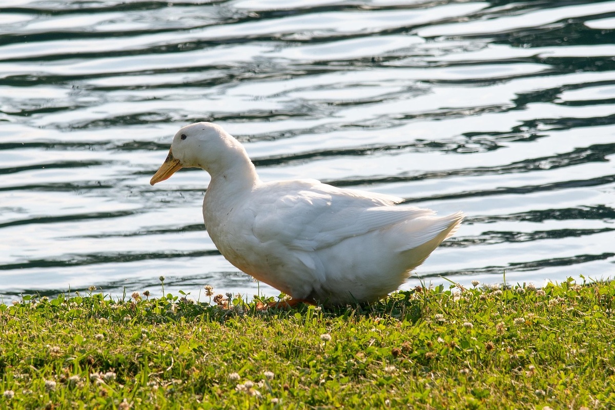 Пекинская утка. Фото: Woeger / Pixabay