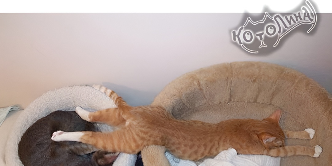 Мемы с котиками для отличного настроения: 15 смешных фото про кошачьи права на открытые двери