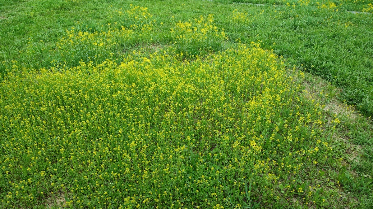 Луг на участке