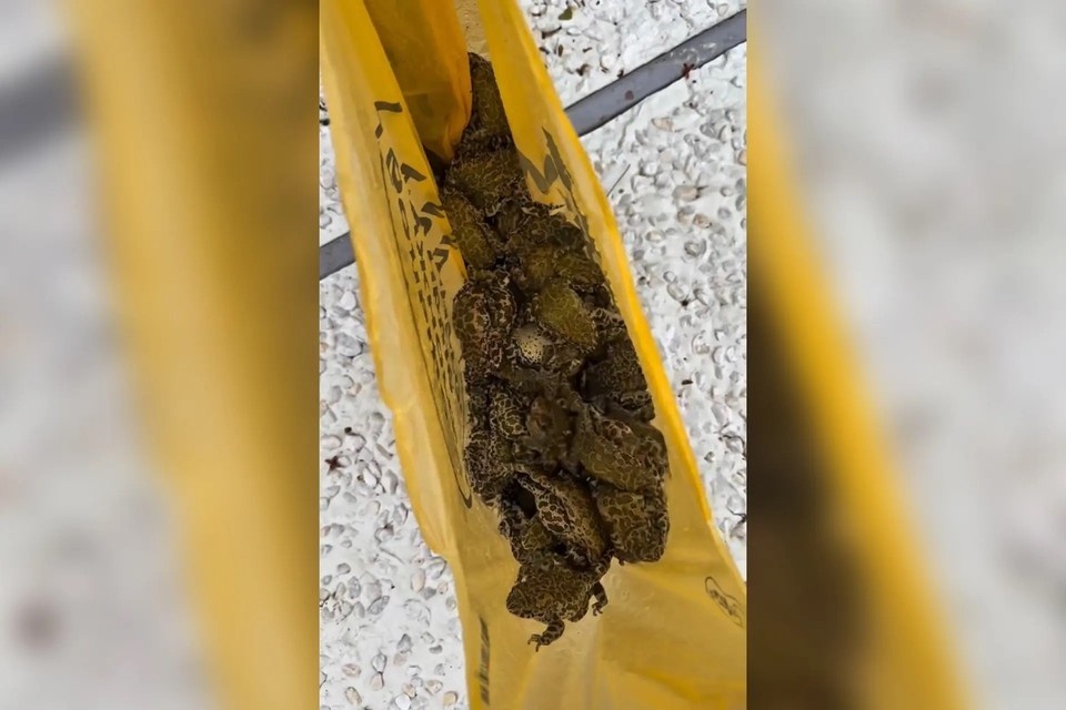    Жаб пришлось собирать сачком по всему бассейну Фото: кадр из видео