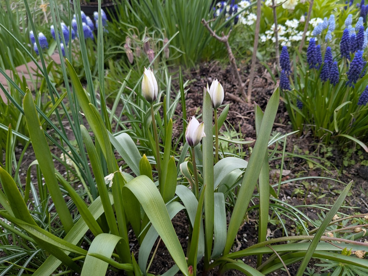 Тюльпан ботанический Alba Coerulea Oculata