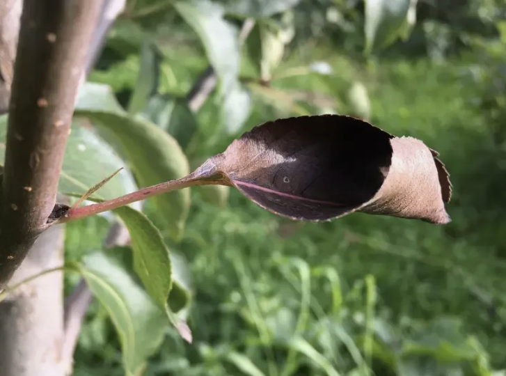 Груша в июне: почему листья чернеют и как спасти дерево без химии 🌳🍐