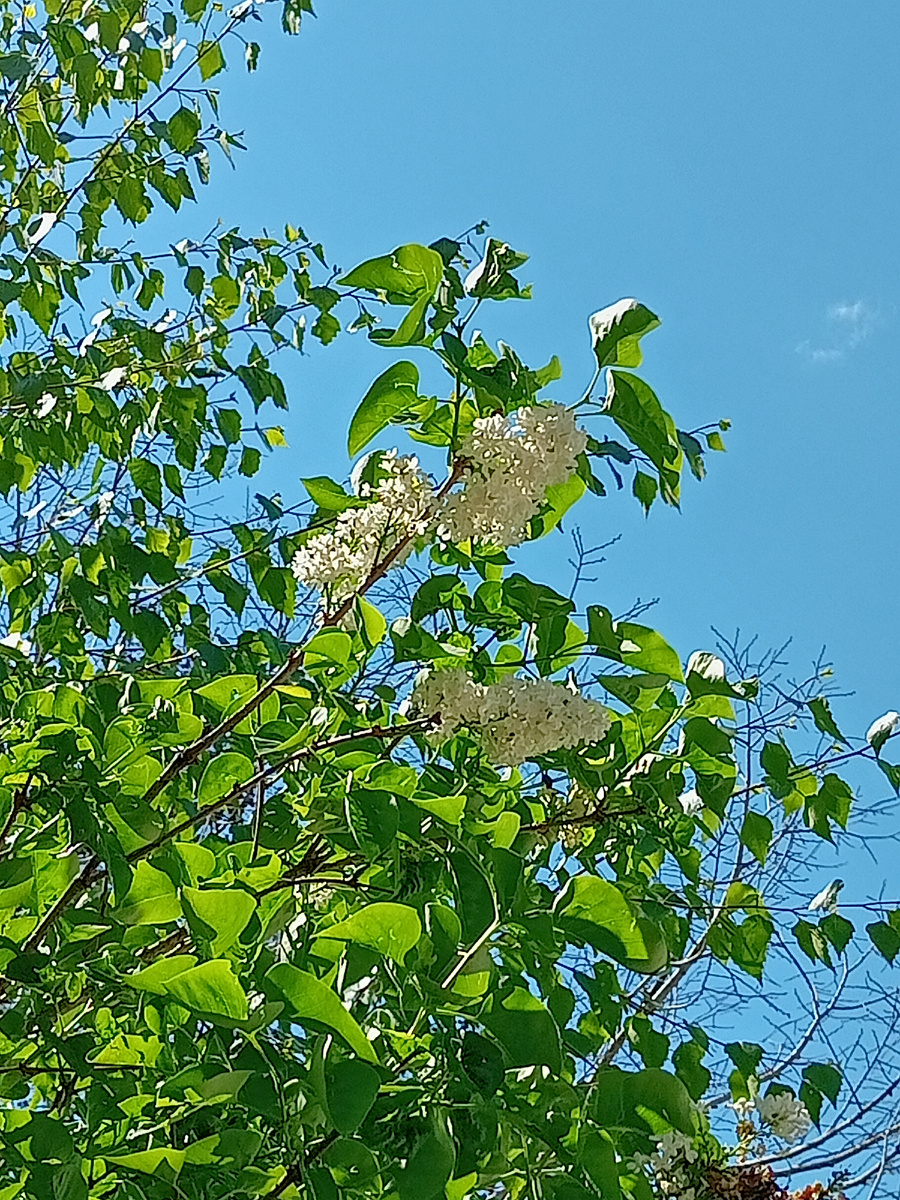 Сирень за забором, не удалось четко сфотографировать...