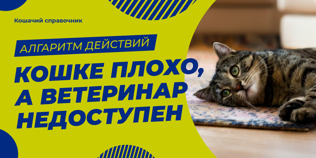 Кошке плохо, а ветеринар недоступен: алгоритм первой помощи