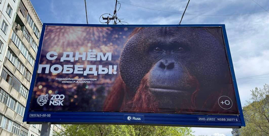 Спасибо "деду" орангутану за Победу?