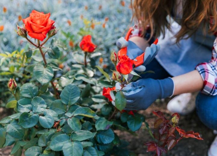 Секреты ухода за розами. Как защитить и чем подкормить королеву цветов