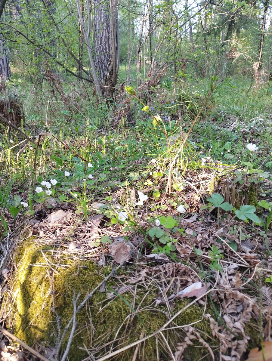 Скромные лесные цветочки