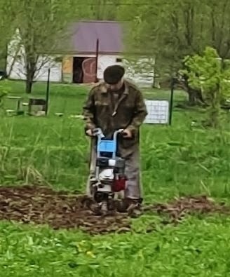 Папа пашет культиватором картофельное поле.