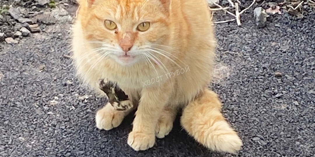 Котик показывал свою лапку, но боялся подойти к людям за помощью.
