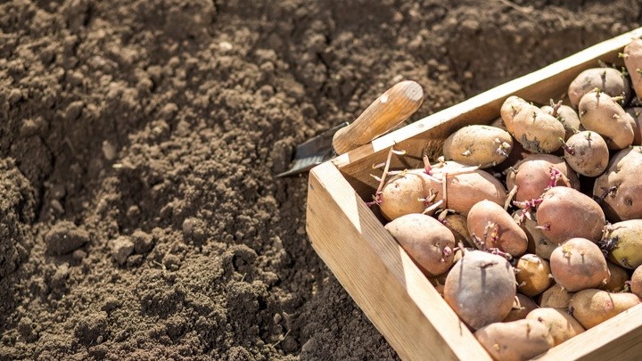 Хороший посадочный материал виден сразу: ровная кожура, плотный клубень, живые глазки