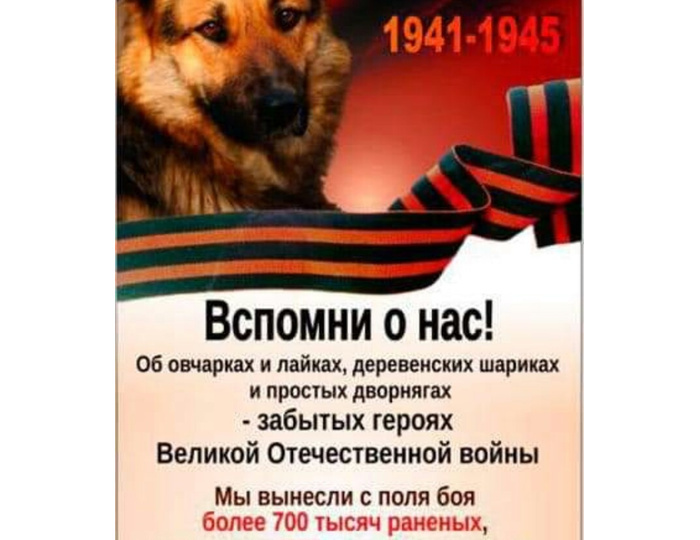 С праздником, с Днём Победы! Вспомним о четвероногих героях, помогающих в годы войны приблизить Победу!