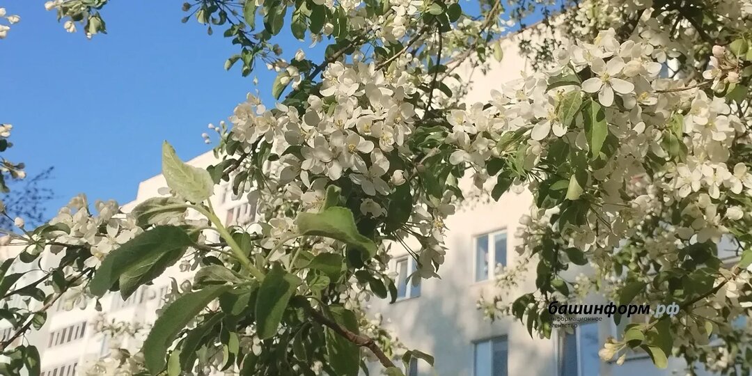 С Днём Победы: Радий Хабиров получил поздравления от Путина, Мишустина и Комаров