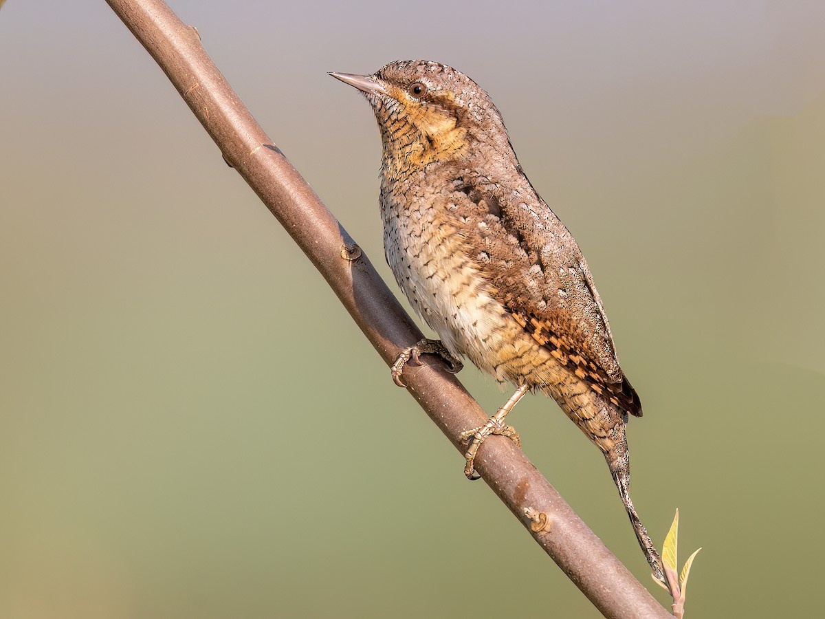 Вертишейка (Eurasian wryneck) - изображение взято с сайта birdsoftheworld.org