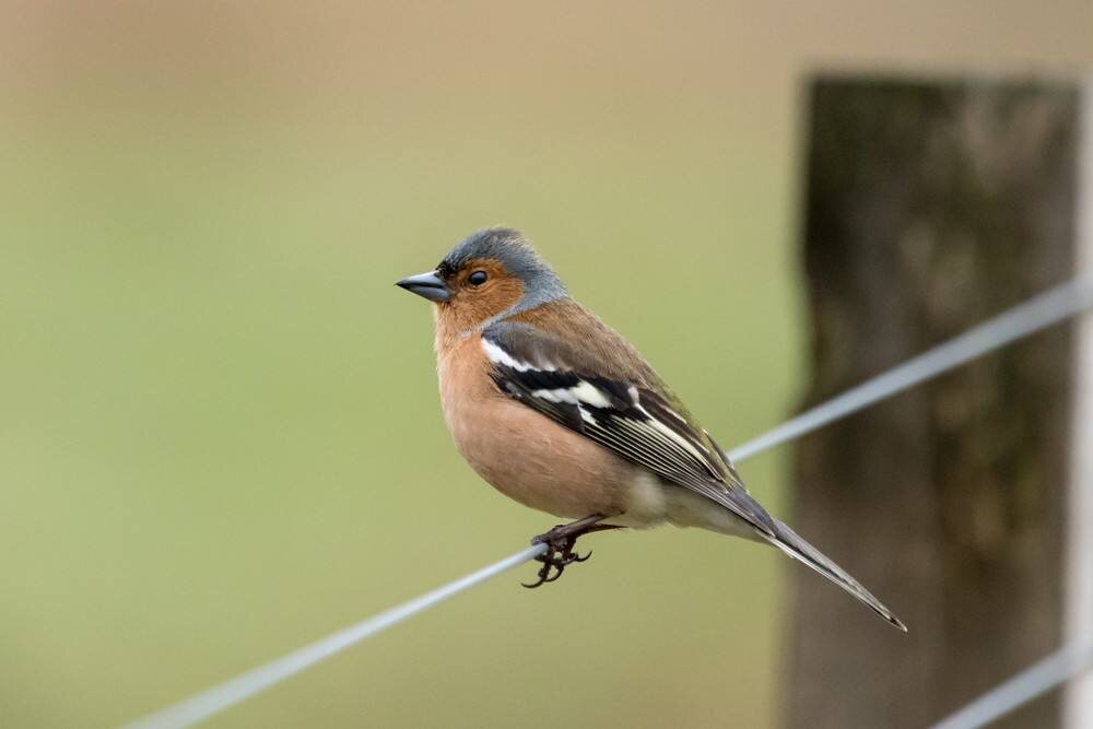 Зяблик (Eurasian chaffinch) - изображение взято с сайта observation.org
