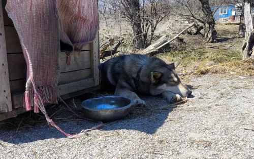 С пустой миской радоваться нечему / фото: канал Министерство ЖКХ Сахалинской области в Мах