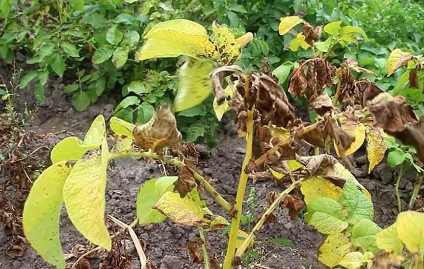 Чаще всего неспроста желтеют листья на кустах этой культуры