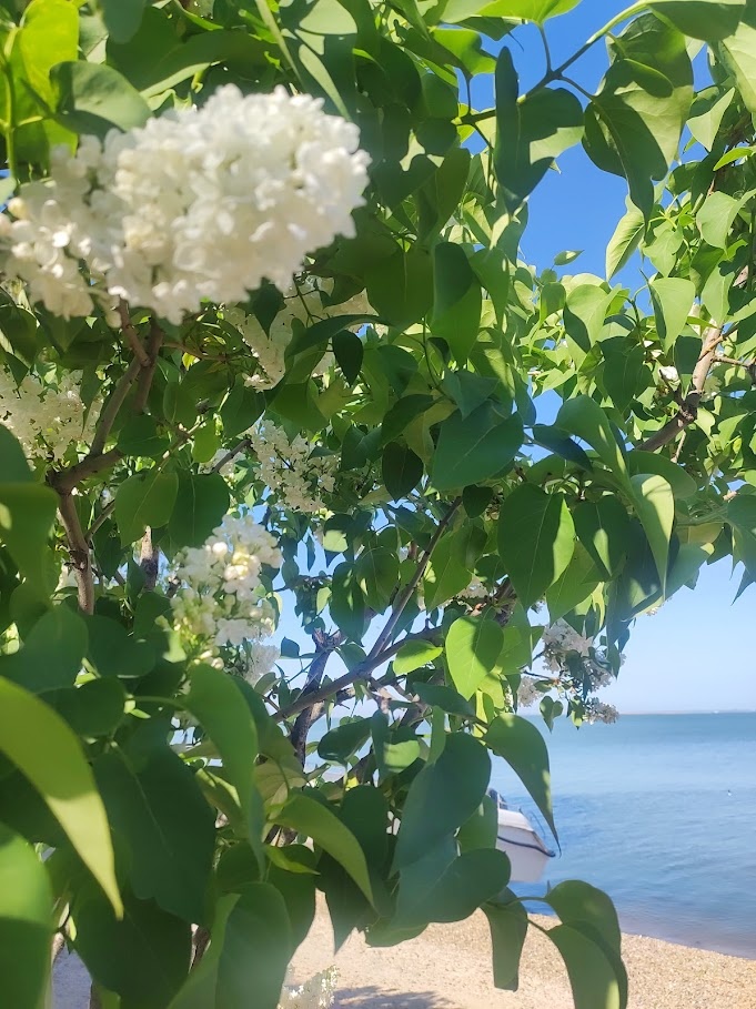 Сирень и море. 