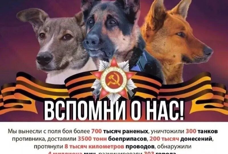 Знали ли Вы, что наши четвероногие друзья помогали нам победить в Великой Отечественной войне? Не только породистые собаки шли на войну