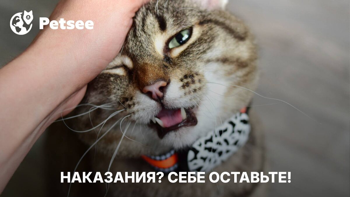 Кот снова на столе! Почему запреты не работают?