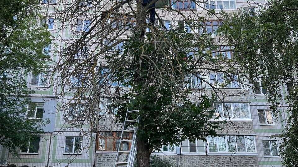 Расцарапанные в кровь руки, счет за вызов автовышки и дикий котенок спасен 😁