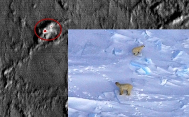 Белые медведи с воздуха. Фото: wwf.ru
