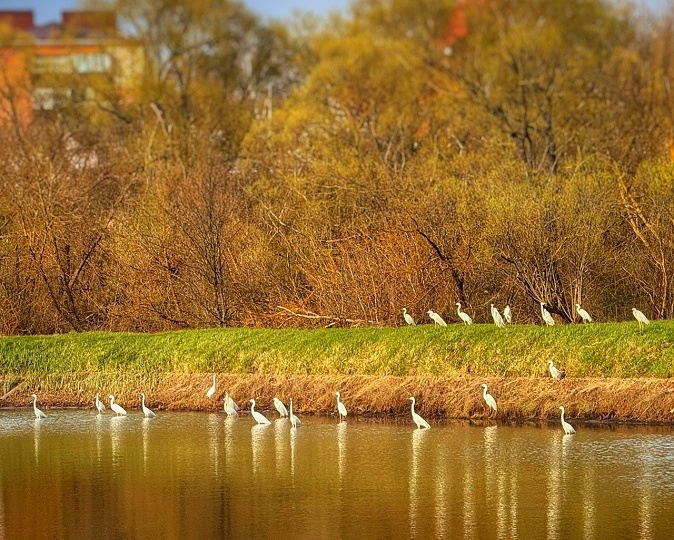 Под Курском сфотографировали колонию белых цапель