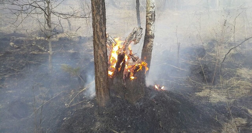 В Свердловской области активизировались лесные пожары