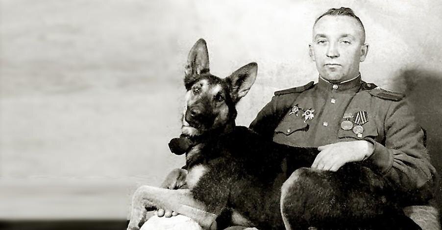 Джульбарс, источник фото - https://eva.ru/news/sanitar-mukhtar-diversant-dina-minoiskatel-dzhul-bars-sobaki-spasshie-milliony-zhiznej-vo-vremya-voj-ny