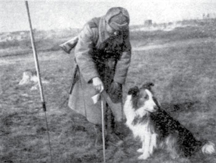 Дик на службе. Источник фото https://eva.ru/news/sanitar-mukhtar-diversant-dina-minoiskatel-dzhul-bars-sobaki-spasshie-milliony-zhiznej-vo-vremya-voj-ny