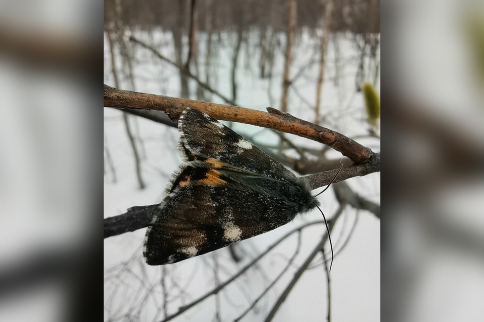    Пойманную в объектив чешуекрылую опознали - это весенница березовая. Фото: ФГБУ Кандалакшский природный заповедник / vk.com/clubzapovedkand