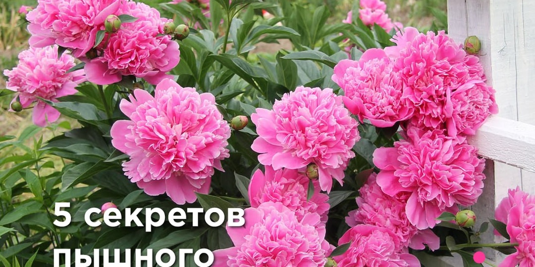 Позаботьтесь о том, чтобы пионы порадовали роскошным цветением