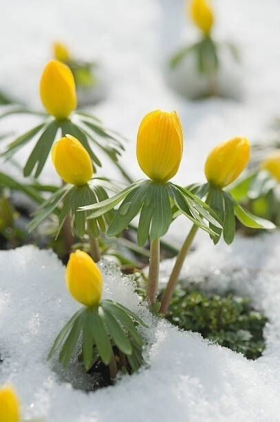Эрантис. Источник фото Pinterest