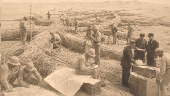 Экспедиция Кэллоуэя 1903 года: 64-километровая корневая сеть под Сахарой, которую засекретили