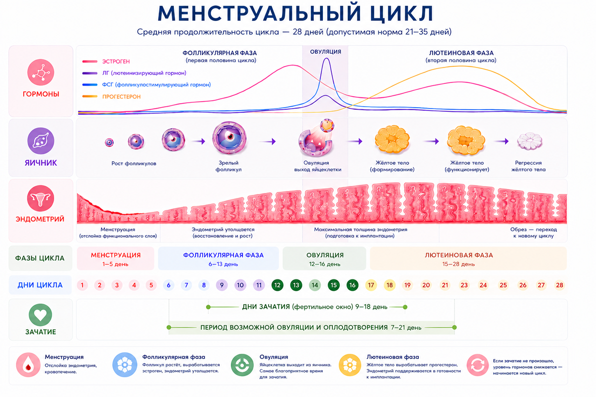 Менструальный цикл. День цикла | Лия