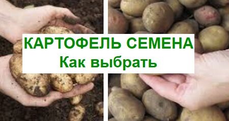 как выбрать картофель на семена