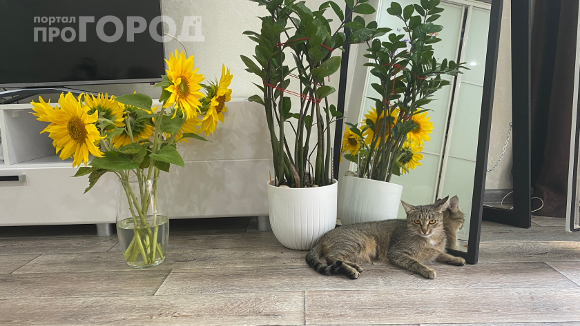    Фото: ПроГород