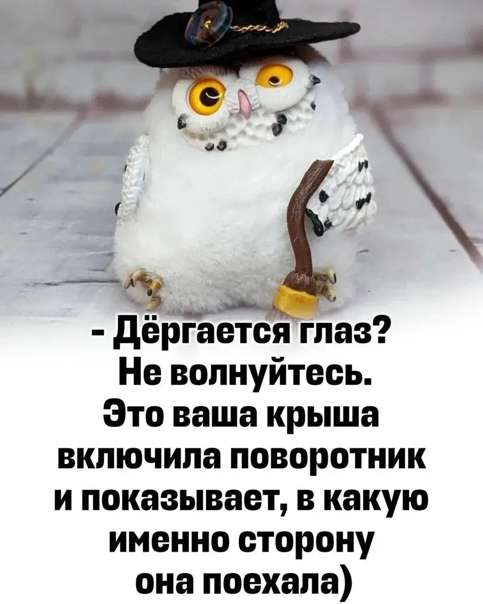 Мои любимые совы😄 Я сова и сов люблю.