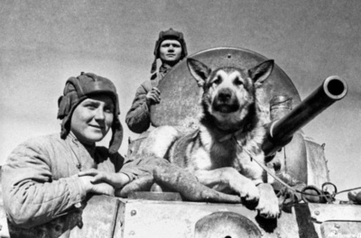 Джульба́рс — собака минно-розыскной службы, участник Великой Отечественной войны.