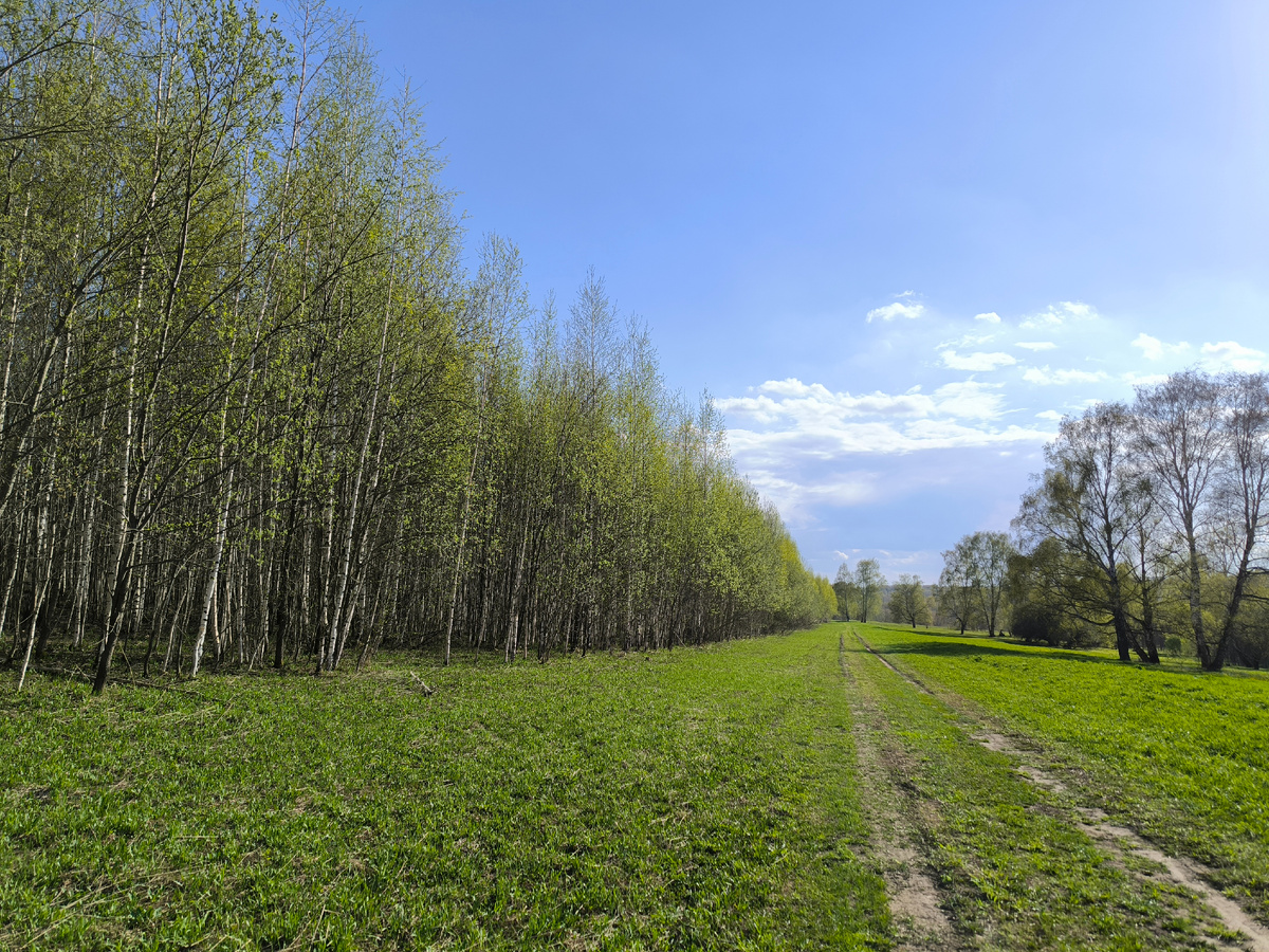Зеленеть начинает лес