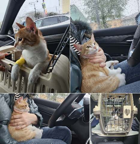 Софийка и Чика, едем от врача