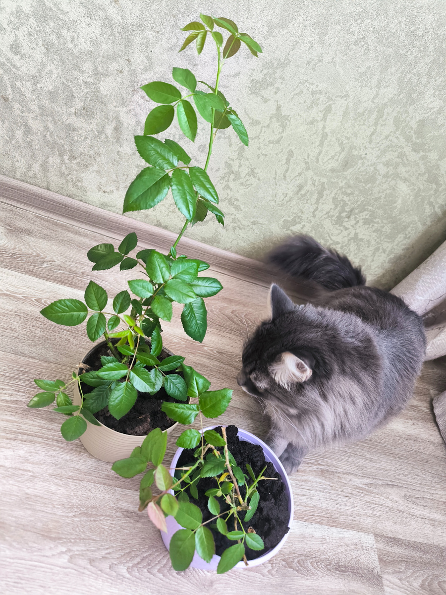 Фотографии, кот и розы в статье авторские))) 