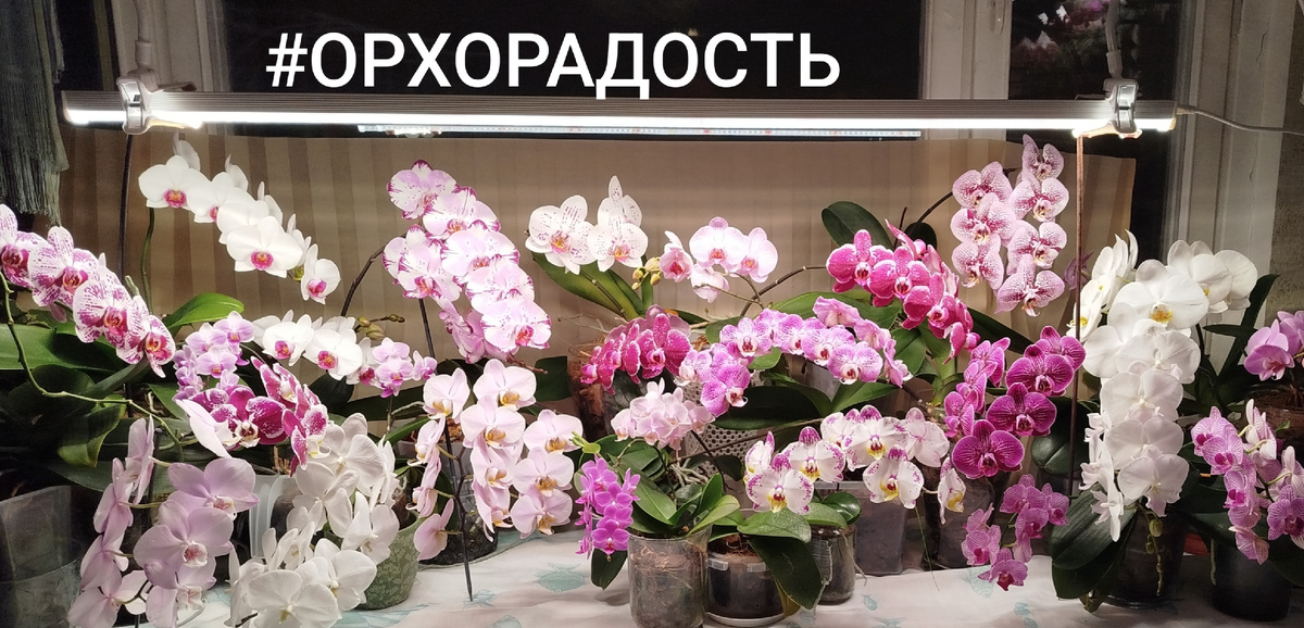 Лампа Seweka над орхидейных столом